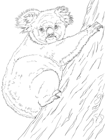 Koala Climbing Tree Coloring Page